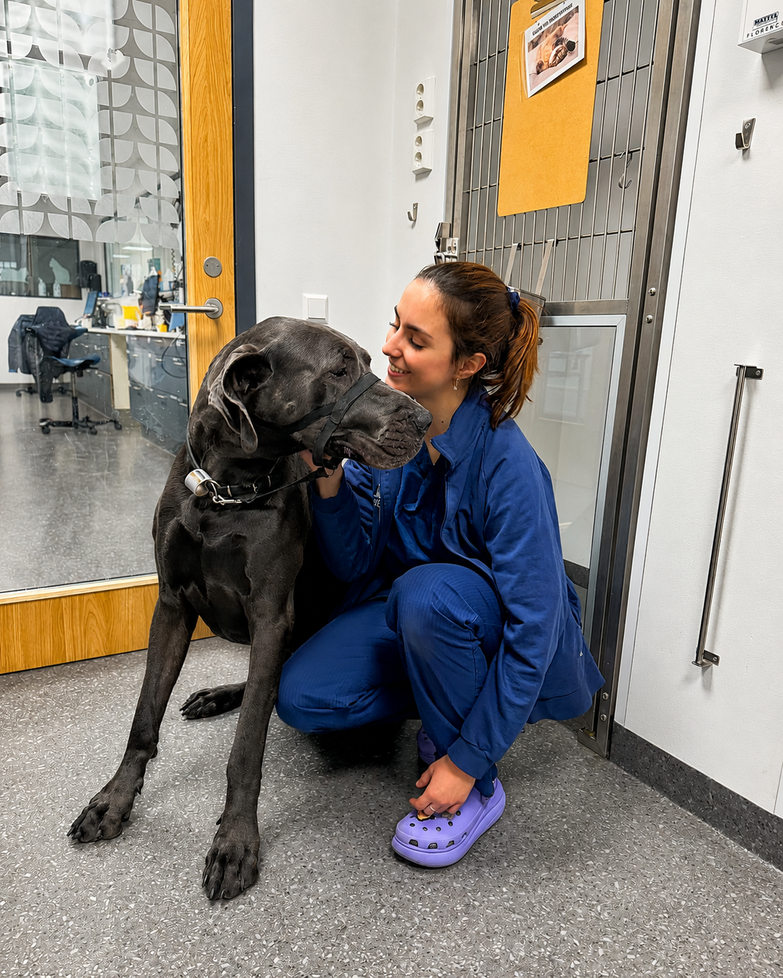 Sara in veterinary nursing context