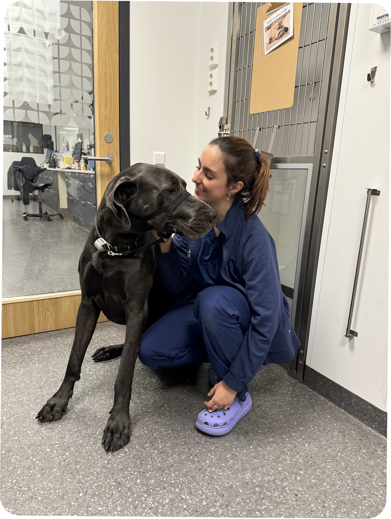 Veterinary care moment one