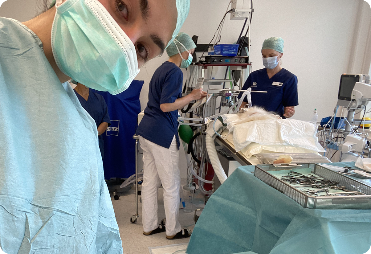 Veterinary care moment two