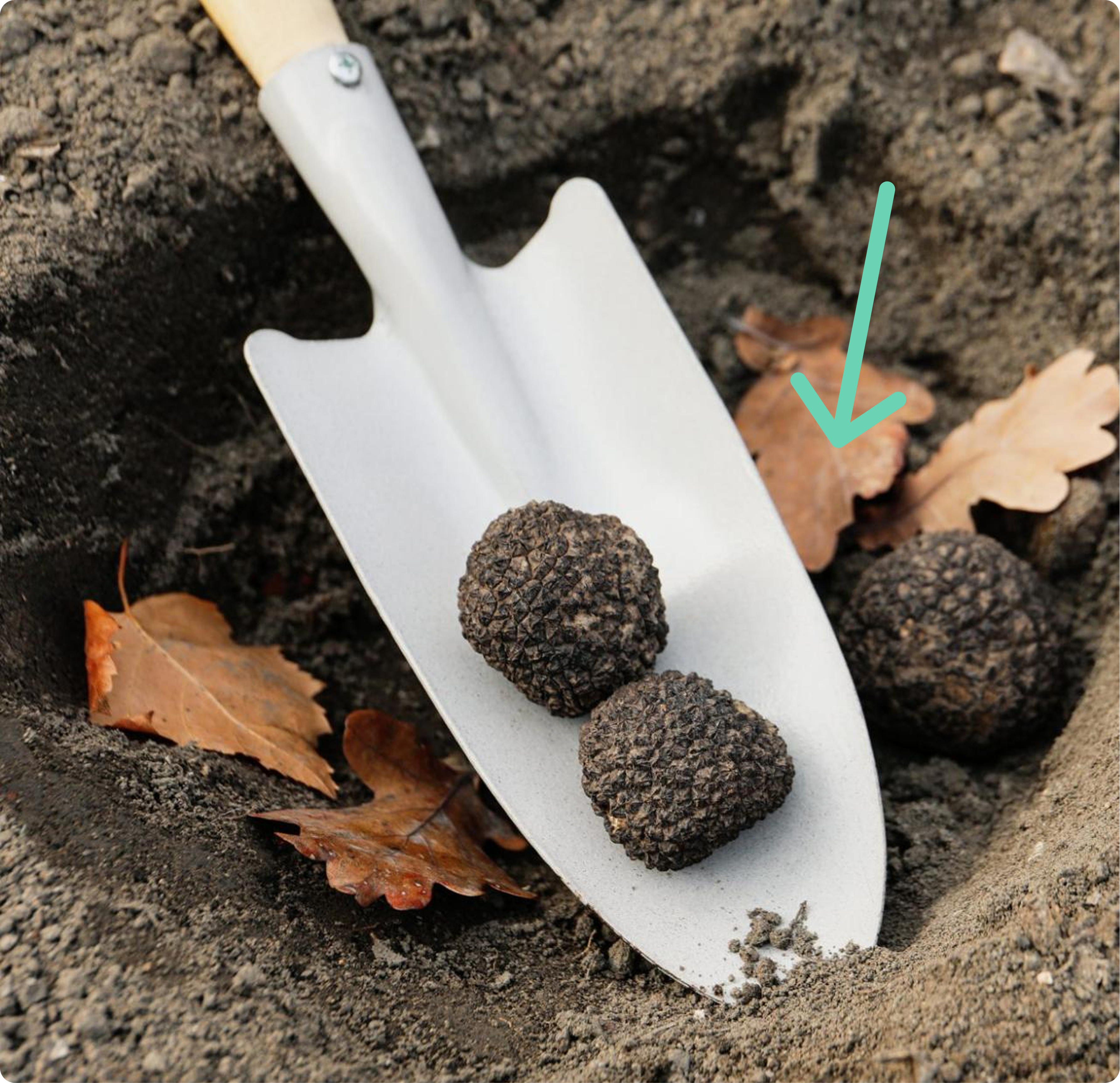 Truffle ingredient still life